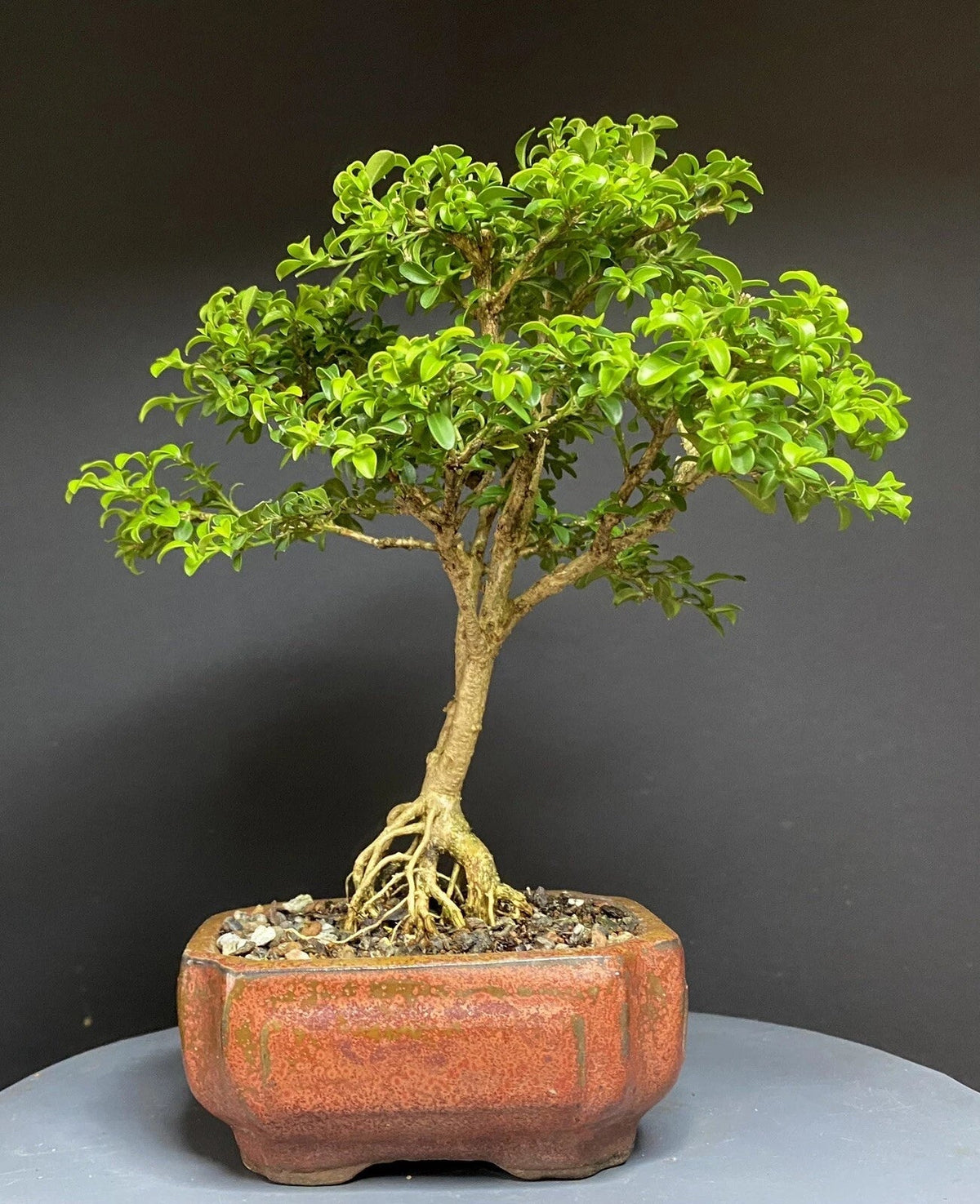 Bonsai Tree Kingsville Boxwood 12-Year-Old 9-Inch Indoor Plant in Chinese Glazed Pot, Low Maintenance, Home Decor