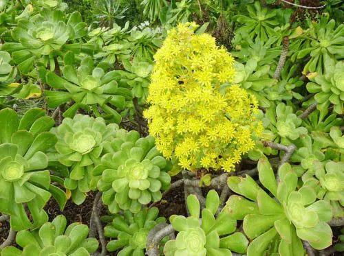 XXL Aeonium Arboreum Cuttings - Green Rose Succulent Plant for Propagation and Gardening