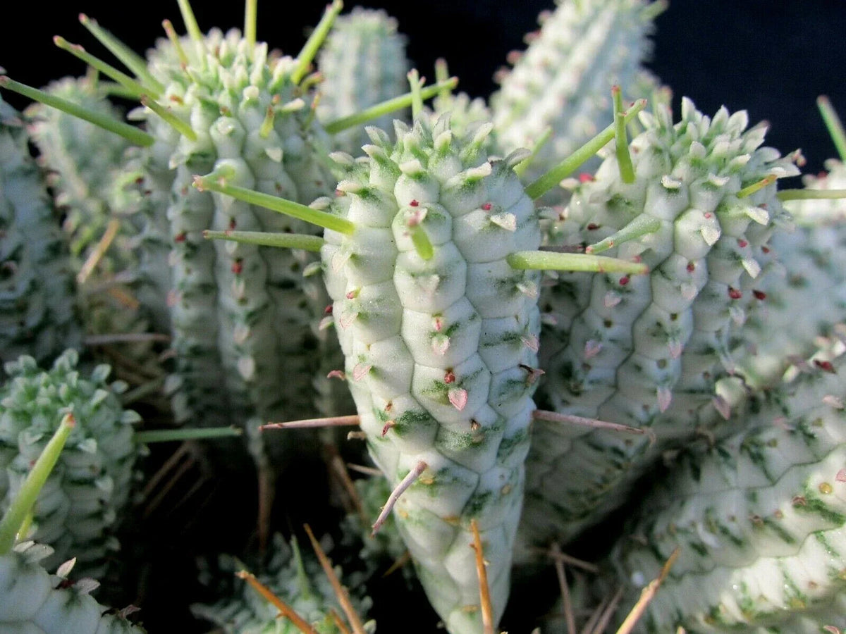 Euphorbia Mammillaris Variegated Cuttings - Succulents for Propagation - Indian Corn Cob Cactus - 2 Pieces
