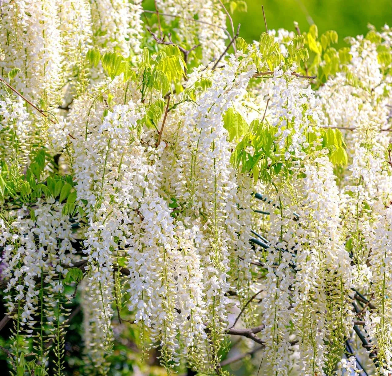 White Wisteria Seeds - 5 Rare Seeds for Planting - Wisteria sinensis Alba - Outdoor Garden Flowers