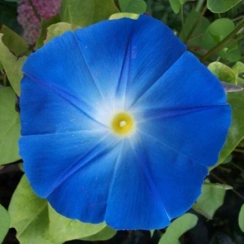 Heavenly Blue Morning Glory Seeds | 5-Inch Blue Flowers | Ipomoea purpurea | Non-GMO, Easy to Grow, Climbing Vine Seed Pack