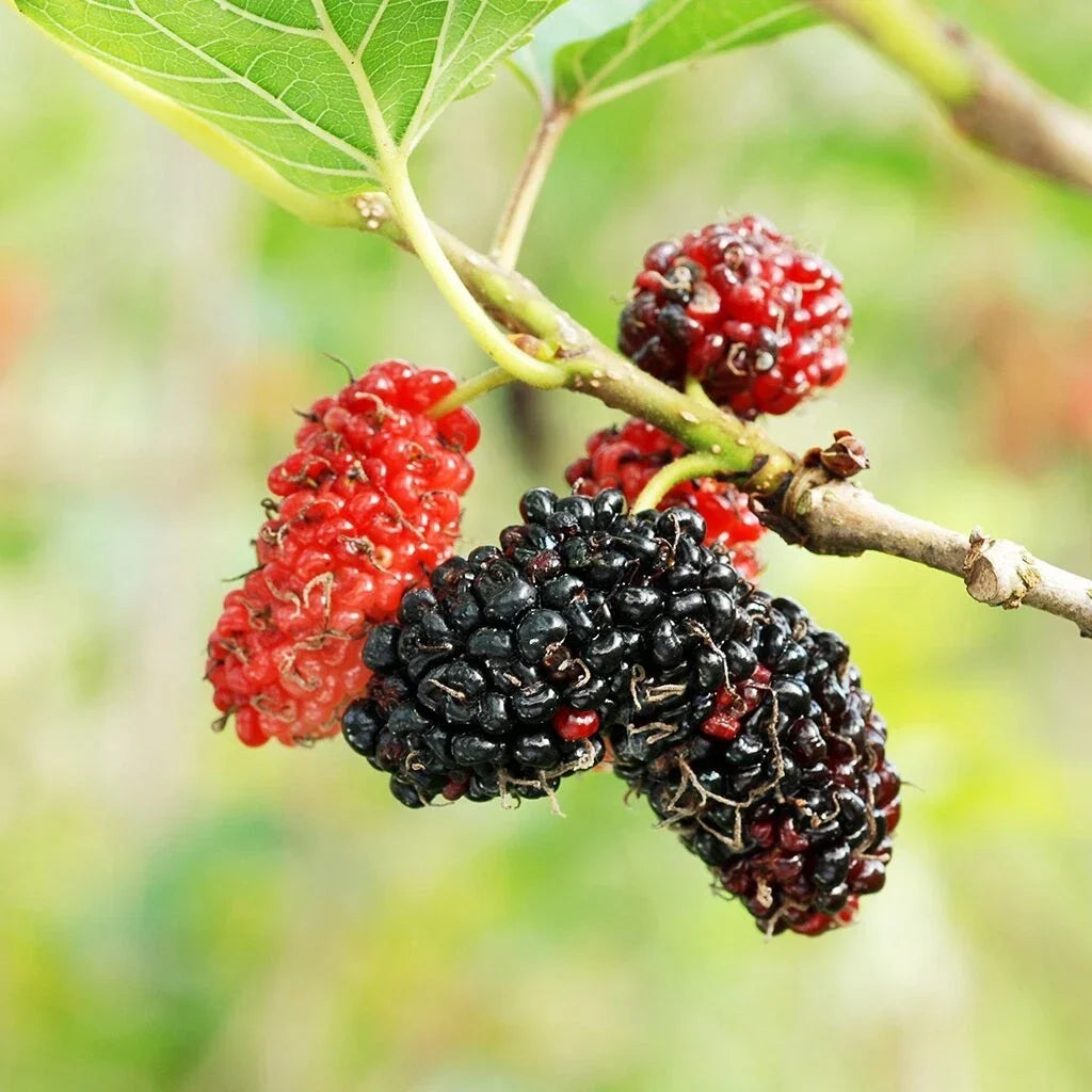 Mulberry Tree Cuttings - 12 Unrooted Morus spp. for Rooting & Grafting, Edible Landscape, Gardening
