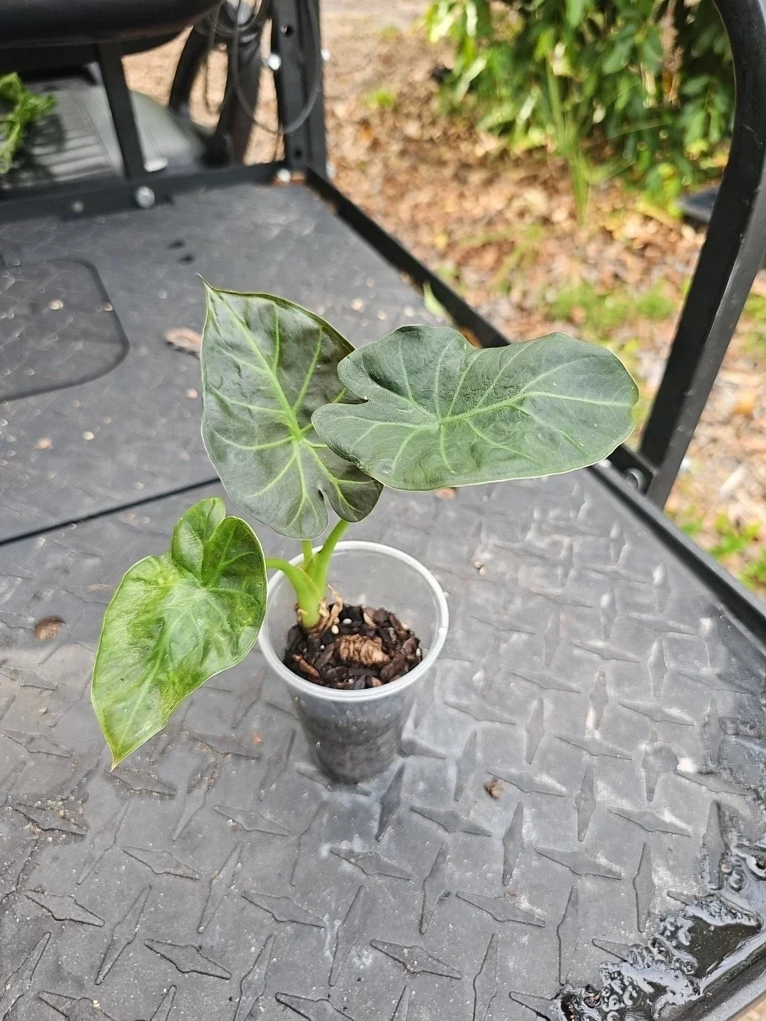 Alocasia Regal Shields Houseplant, 3" Pot, Elephant Ear, Tropical Indoor Plant, Dark Green Leaves with Silver Veins