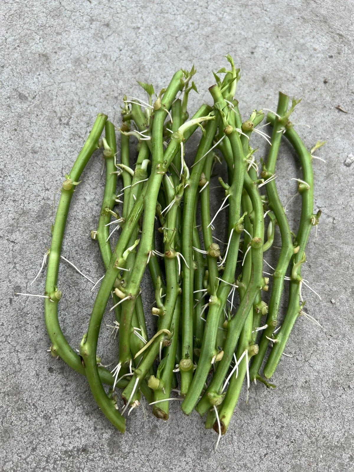 Rooted Sweet Potato Slips - 15 Cuttings for Planting - Ipomoea batatas - Vining Vegetable for Garden or Containers