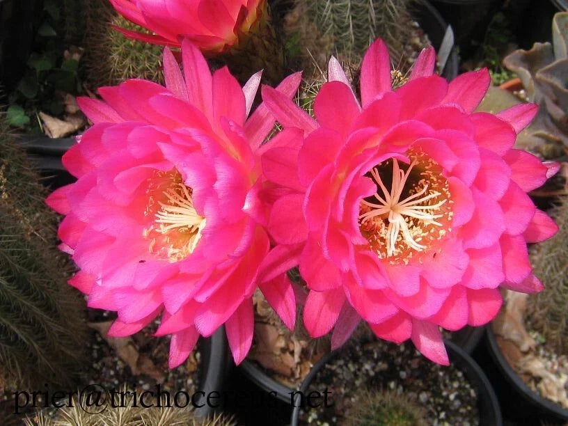 Trichocereus Grandiflorus Cactus 4.5" Pot with Pink Flowers, Show-Stopper Succulent for Home Decor, Drought-Tolerant Indoor Plant