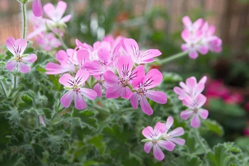 Rose Scented Geranium Cuttings (6) - Pelargonium graveolens Aromatic Herb for Garden, Patio & Container Planting