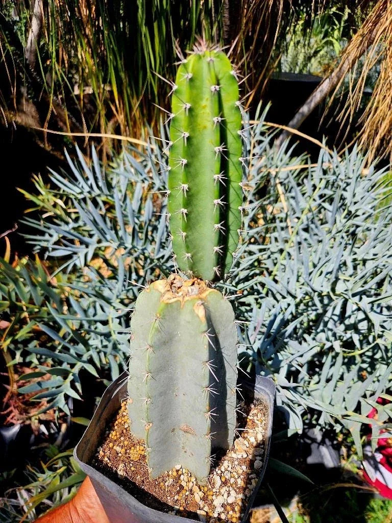 Armatocereus Mataranus Cutting – Fat Rooted Succulent Plant with New Growth, Unique Cactus Variety