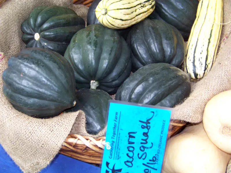 Acorn Squash Seeds - Table Queen Variety - 47 Non-GMO Seeds for Growing Cucurbita pepo in Garden