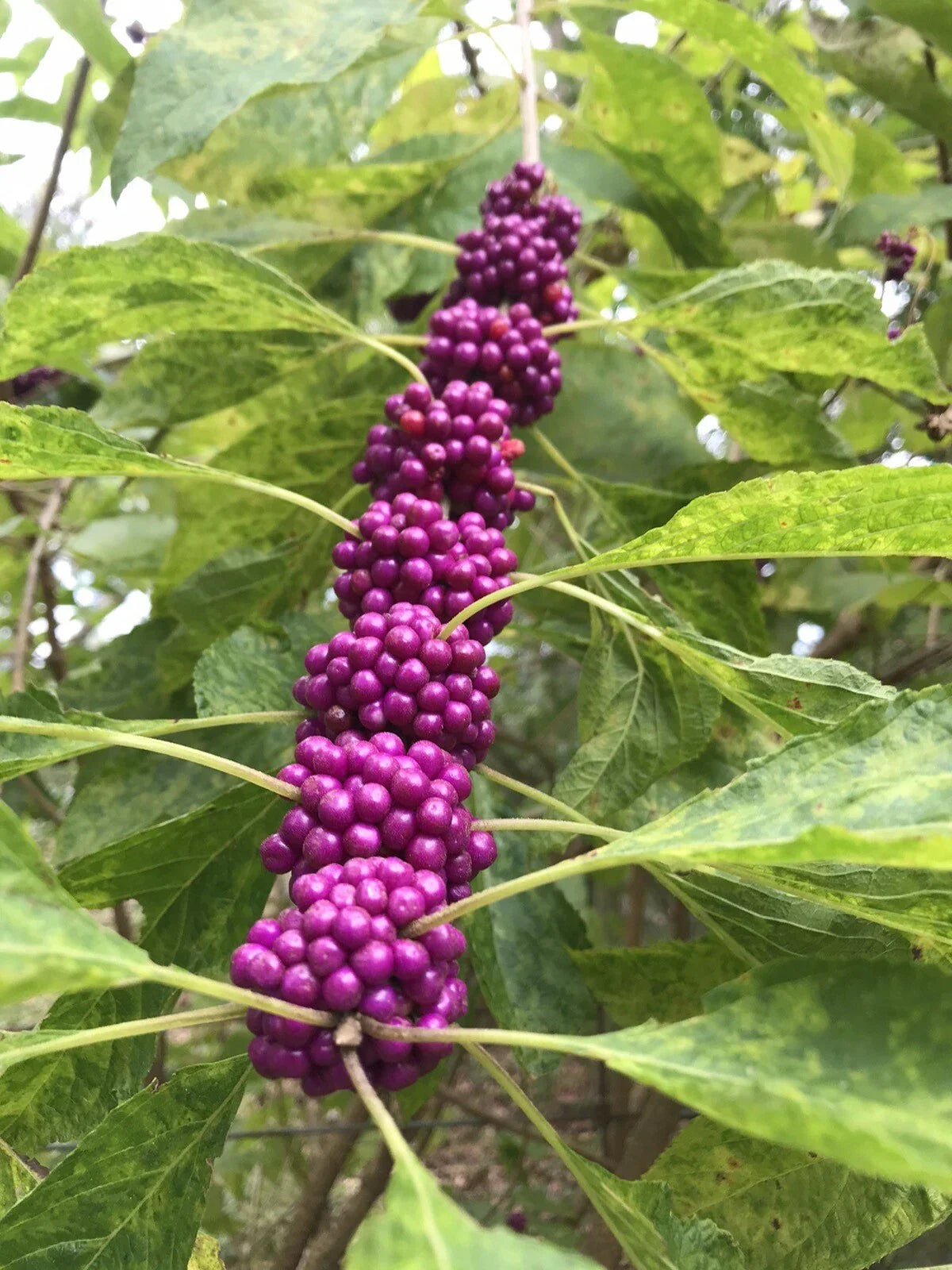 Beauty Berry Bush Cuttings - Live Plant Propagation Material - Callicarpa americana - No Roots