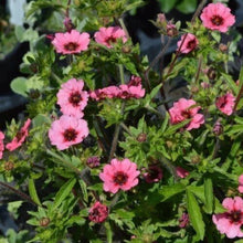 Potentilla Seeds, 25+ Count, 'Miss Willmot' Variety, Hardy Perennial Plant, Ideal for Gardens