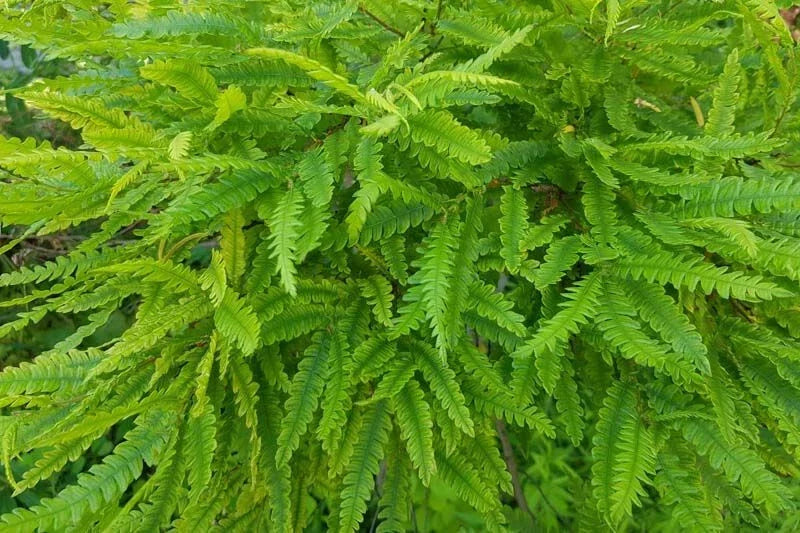 Sweet Fern Bare Root Plant 18+ Inches - Comptonia peregrina Live Shrub for Zones 2-6