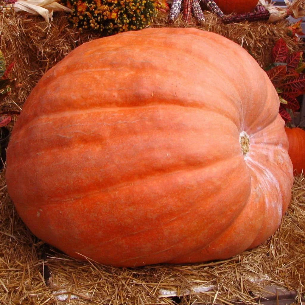Atlantic Giant Pumpkin Seeds 5 Ct - DILL'S WORLD RECORD - Non-GMO - Cucurbita maxima - USA - Free Shipping