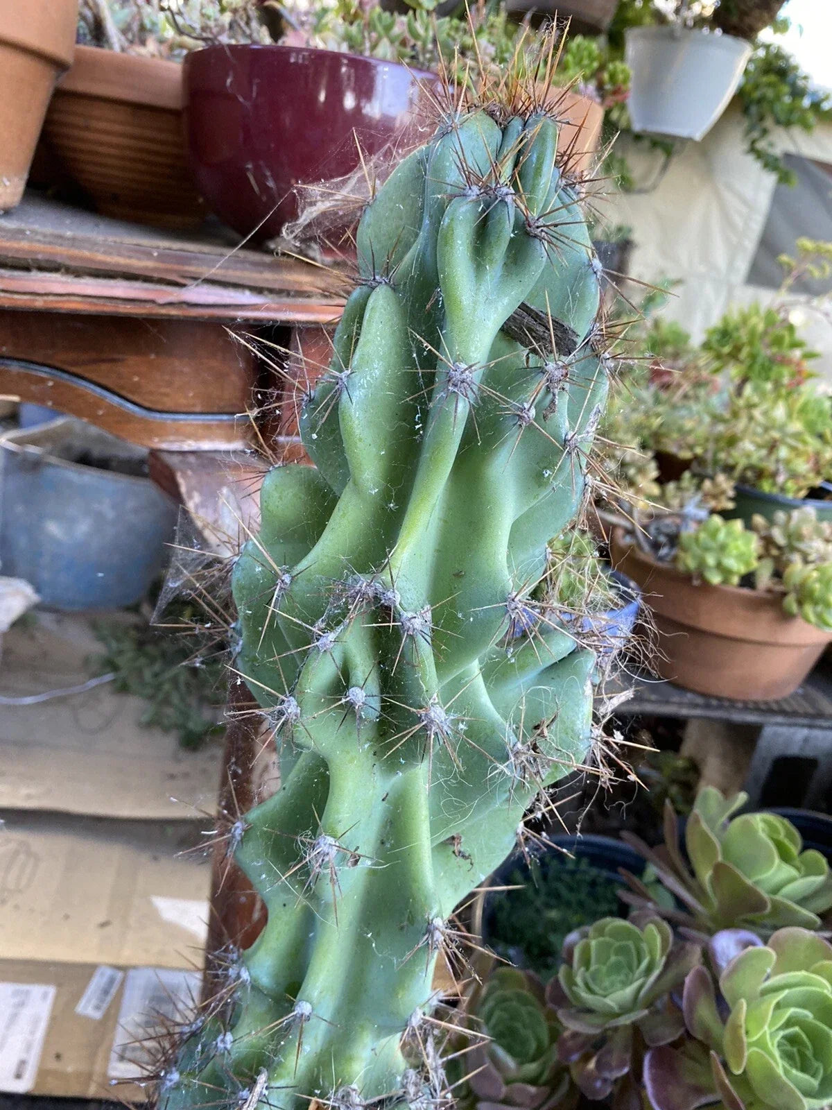 Large Sculptural Hardy Cereus Monstrosus Cutting - Unique Cactus Plant, Indoor/Outdoor Succulent, Green Stem, Cereus peruvianus var. monstrosus