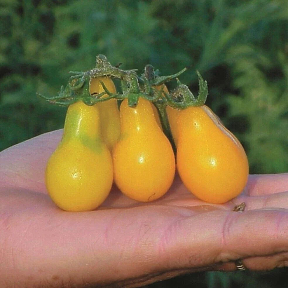 Yellow Pear Tomato Seeds - Heirloom Organic Non-GMO Solanum lycopersicum, Pear-Shaped, 30+ Seeds for Home Gardening