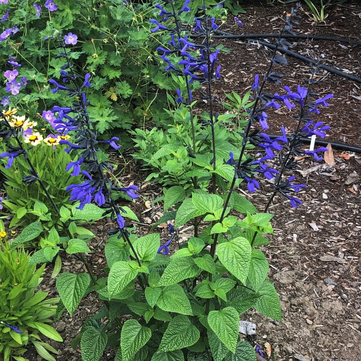 Salvia Black and Blue Live Starter Plant, Vibrant Cobalt-Blue Flowers, Pollinator Magnet, Salvia guaranitica