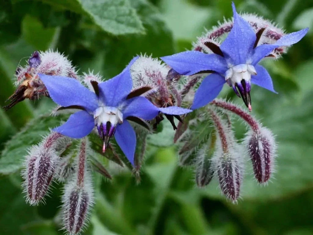 Borage Herb Seeds Pack 200+ | Heirloom Non-GMO Organic Borago officinalis for Culinary & Pest Repellent