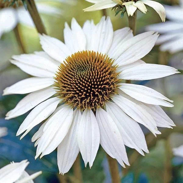 White Swan Coneflower Seeds | Non-GMO Echinacea purpurea Perennial Flower Seeds | 25-400 Pack