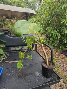 Giant Variegated Golden Pothos Plant - Large Climbing Trunk - Epipremnum aureum - Not Monstera