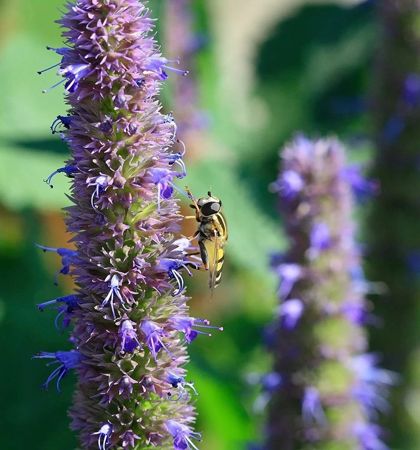 Anise Hyssop Seeds (200) - Agastache foeniculum Wildflower Seeds for Pollinators