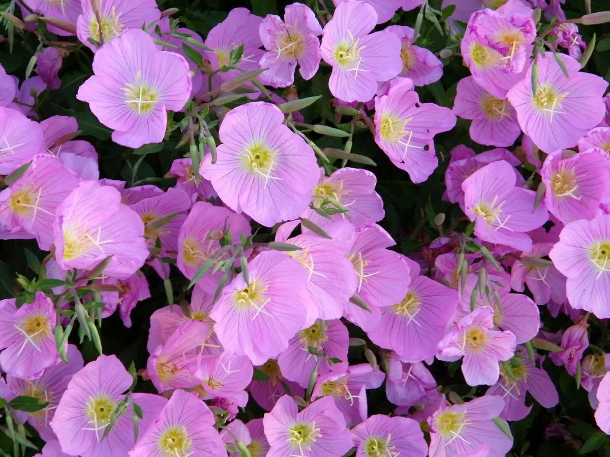 Evening Primrose Seeds - Pink Flowering Perennial - Oenothera biennis - 200+ Fresh Seeds for Gardens