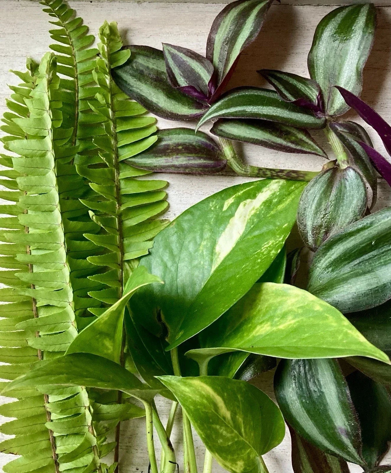 Live Rooted Plant Cuttings Pack – Pothos, Ferns, Wandering Jew – Indoor Houseplants – Epipremnum aureum, Nephrolepis exaltata, Tradescantia zebrina