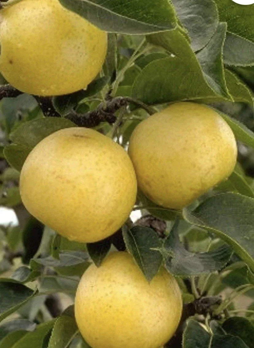 20th Century Pear Cuttings - 4 Yellow Round Crispy Juicy Pyrus communis Propagation Material