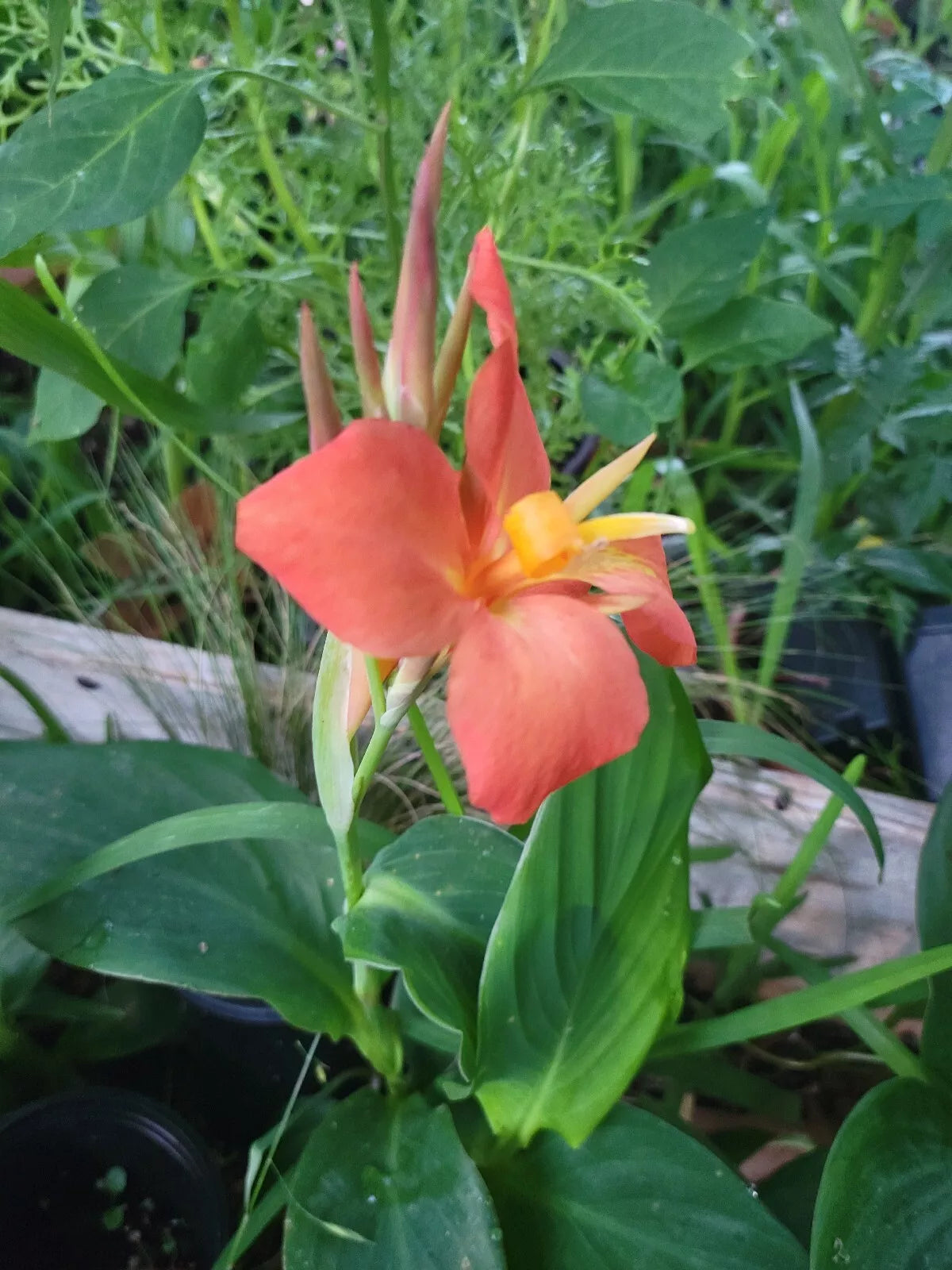 Canna Cannova Orange Shades Live Plant Plugs – 4 Pack, Tropical Flower, Canna indica, Garden Container, Bright Orange Blooms