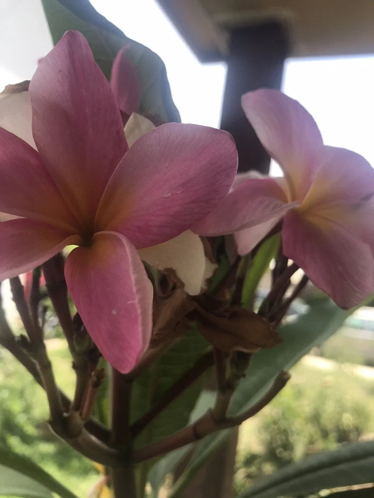 Plumeria Plant Seedling in 2.5 Inch Pot - Fireblast Multicolor Fragrant Flowers - Plumeria rubra