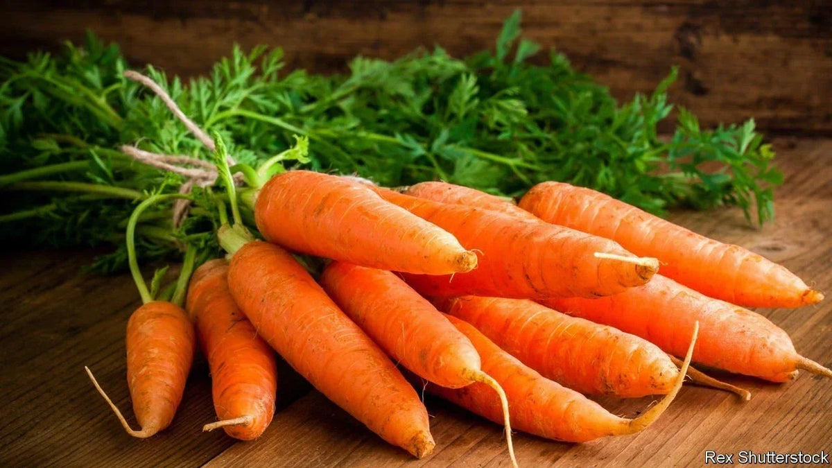 Carrot Seeds 50 Pack Non-GMO Heirloom Daucus carota for Home Garden