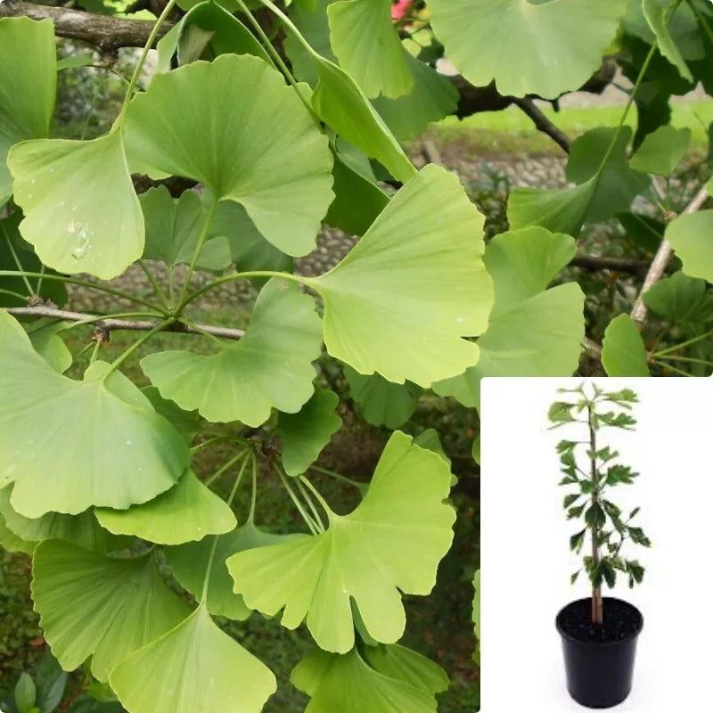 Ginkgo Biloba Live Plant 1 Gallon - Maidenhair Tree with Fan-Shaped Leaves - Hardy Indoor Outdoor Tree