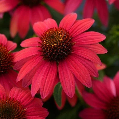 Baja Burgundy Coneflower Seeds - 50 Perennial Echinacea purpurea for Garden, Pollinator, Drought-Tolerant, Full Sun