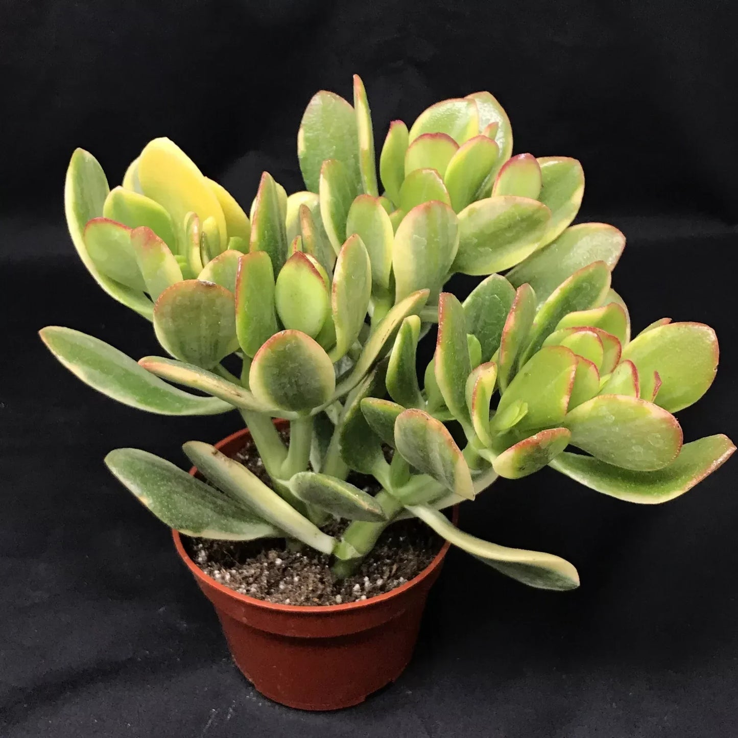 Jade Lemon Lime Plant Starters 4-6 Inches Rooted Cuttings Citrus x limonia Indoor Outdoor