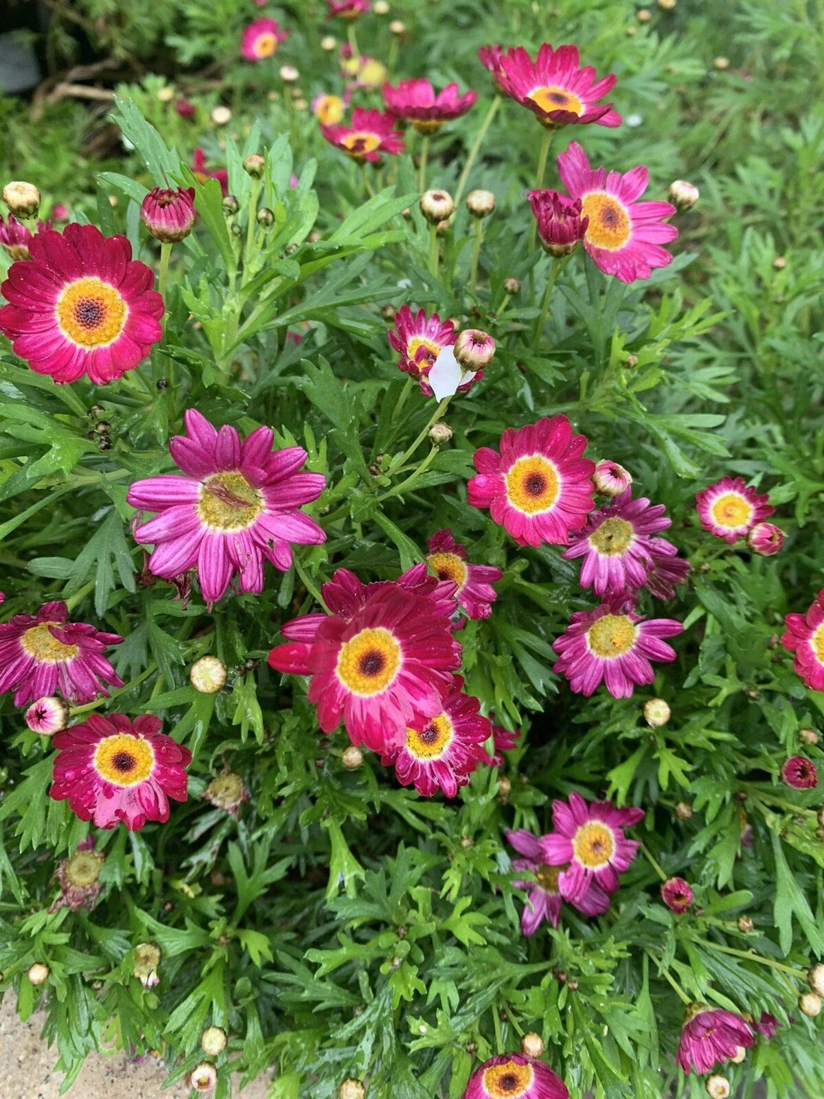 Argyranthemum frutescens Grandaisy Red Perennial Plants in 3" Pots with Vibrant Red Daisy Flowers