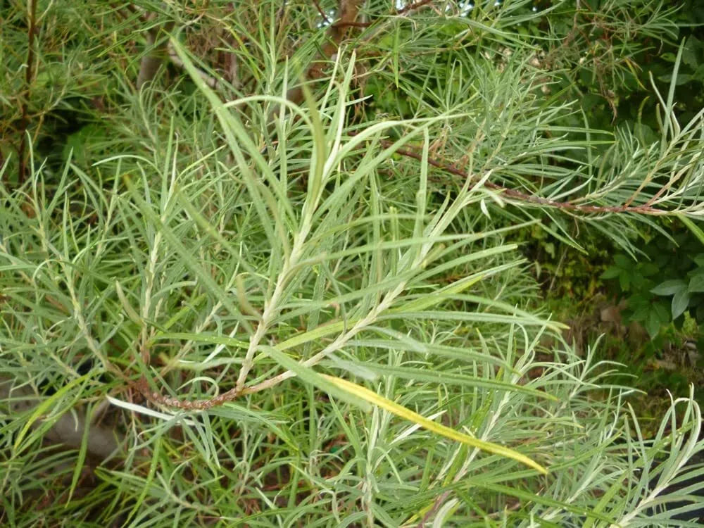 50 Rosemary Willow Tree Cuttings - Salix rosmarinifolia for Landscape & Privacy