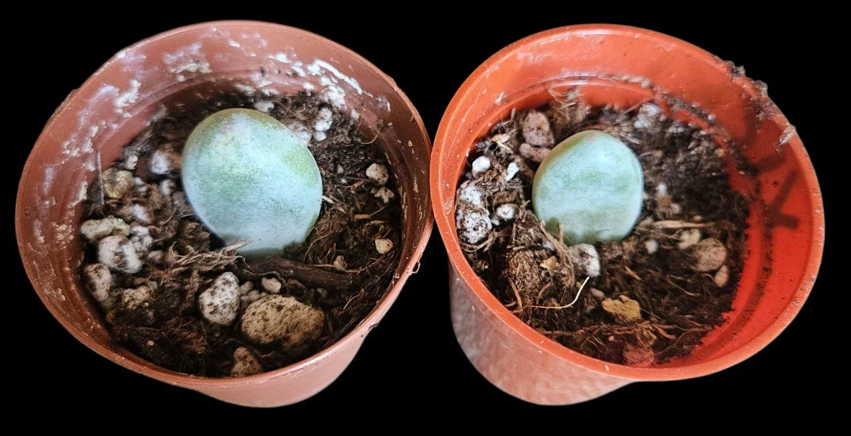 Moonstone Succulent Baby Cutting 4-Inch Potted Crassula Perforata Live Rooted Plant