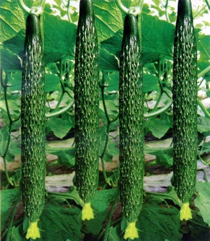 Live Chinese Cucumber Plant Seedling - 8" Fruit, Crisp & Sweet, Cucumis sativus, 4" Pot