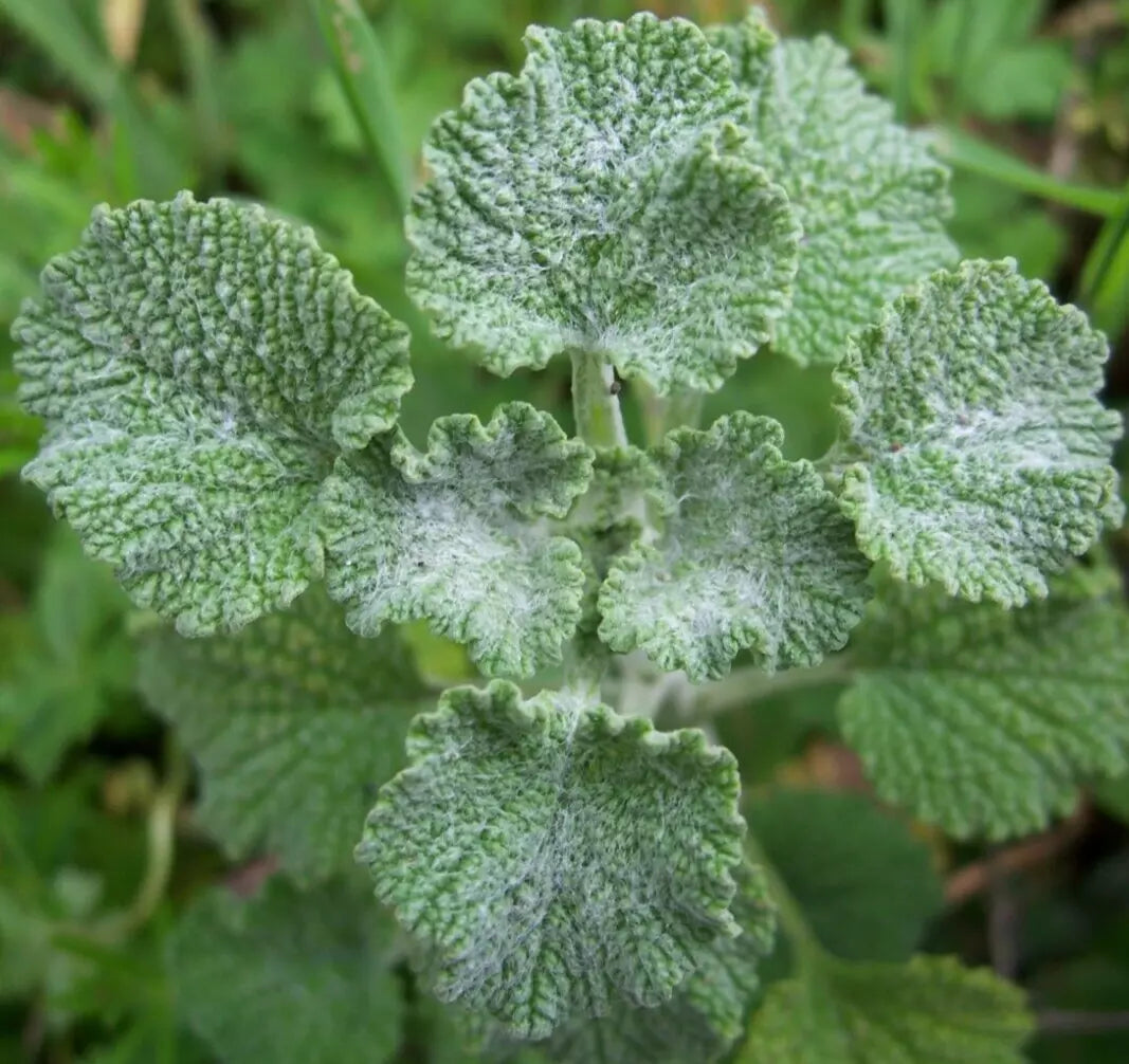 Horehound Seeds - 200+ Perennial Herb Marrubium Vulgare for Culinary Gardens & Herb Growing