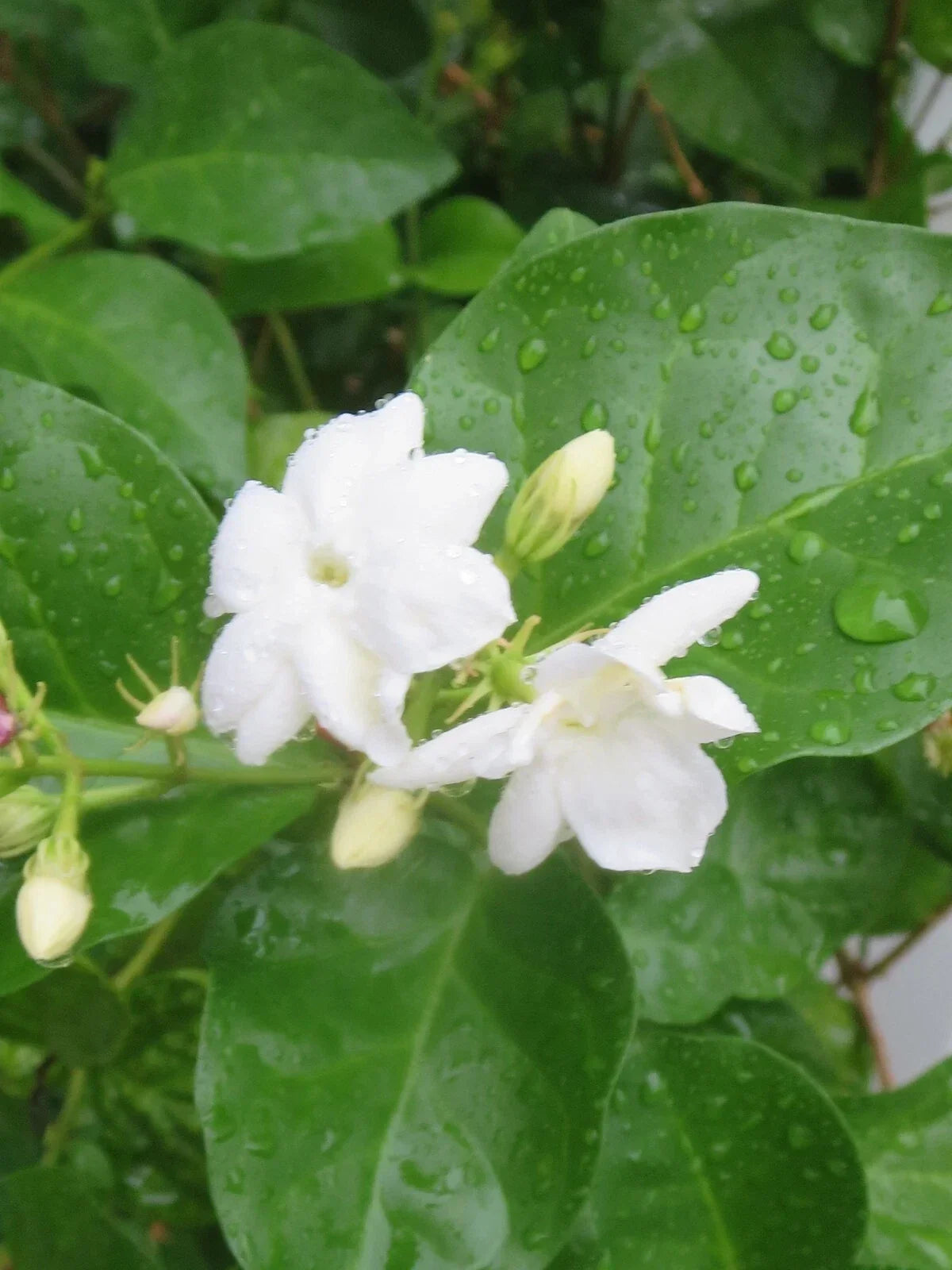 Jasmine Cuttings 5 Unrooted Jasminum Sambac Fragrant Flowering Plant for Propagation and Garden
