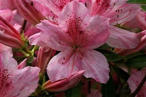 Pink Striped Azalea Starter Plant - Rhododendron 'North Lake Beauty' - Deciduous Shrub for Garden or Landscape