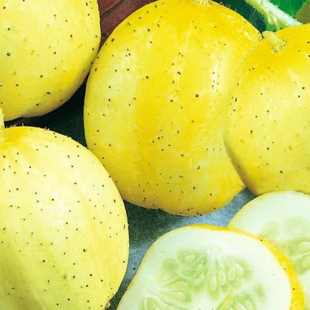 Lemon Cucumber Seeds | Non-GMO Heirloom Organic Vegetable Garden Seeds | Cucumis sativus