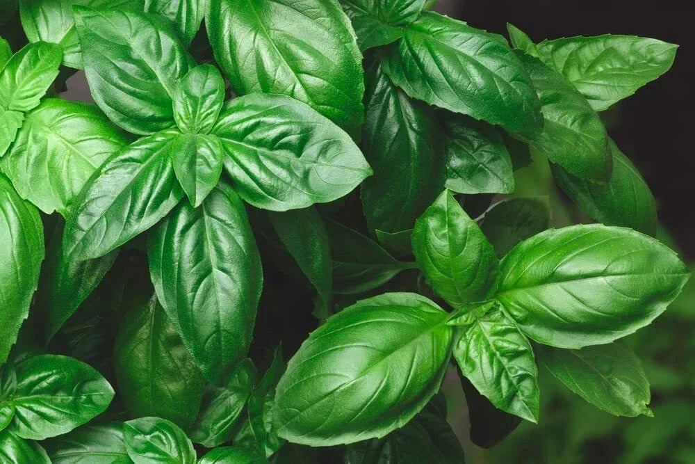 Genovese Basil Seeds 500+ Count - Italian Culinary Herb Ocimum basilicum