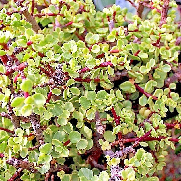 Succulent Cuttings - Rainbow Variegated Elephant Bush - Dwarf Jade Plant - Crassula perfoliata var. falcata