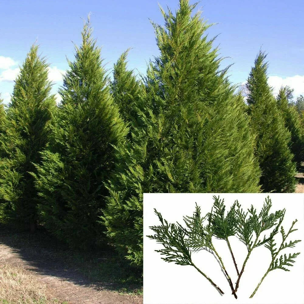 Fresh Leyland Cypress Tree Cuttings 7-8" | Fast Growing Privacy Screen | Chamaecyparis leylandii | Evergreen Landscaping Plants