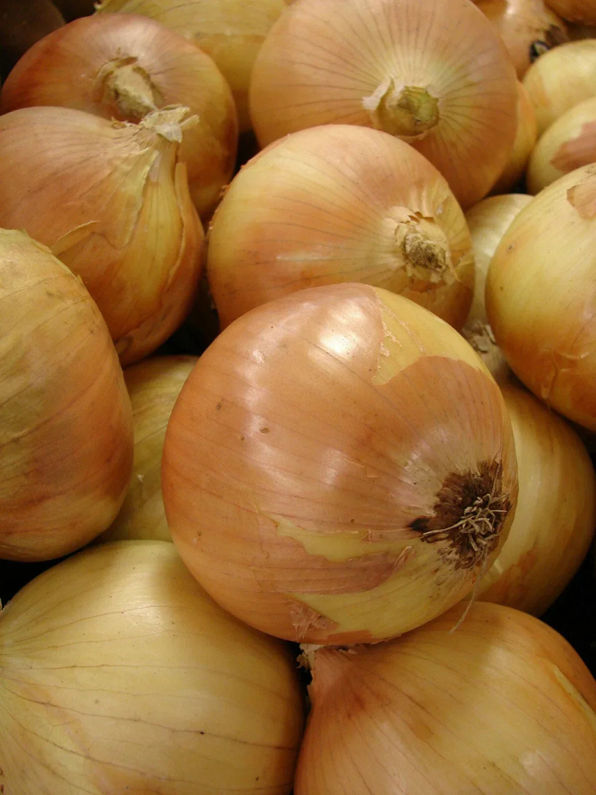 Yellow Granex Onion Seeds 300 Count | Allium cepa Sweet Onion for Home Gardening