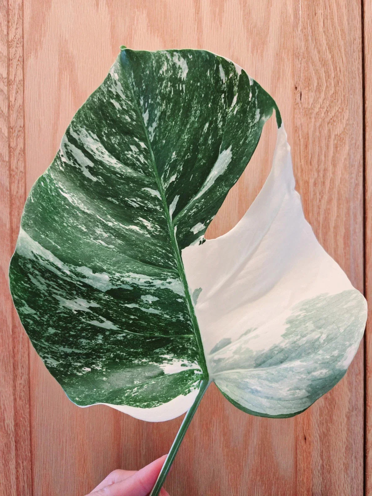Monstera Albo Variegated Cutting - Rare Lightly Rooted Monstera deliciosa var. albo-variegata Indoor Plant