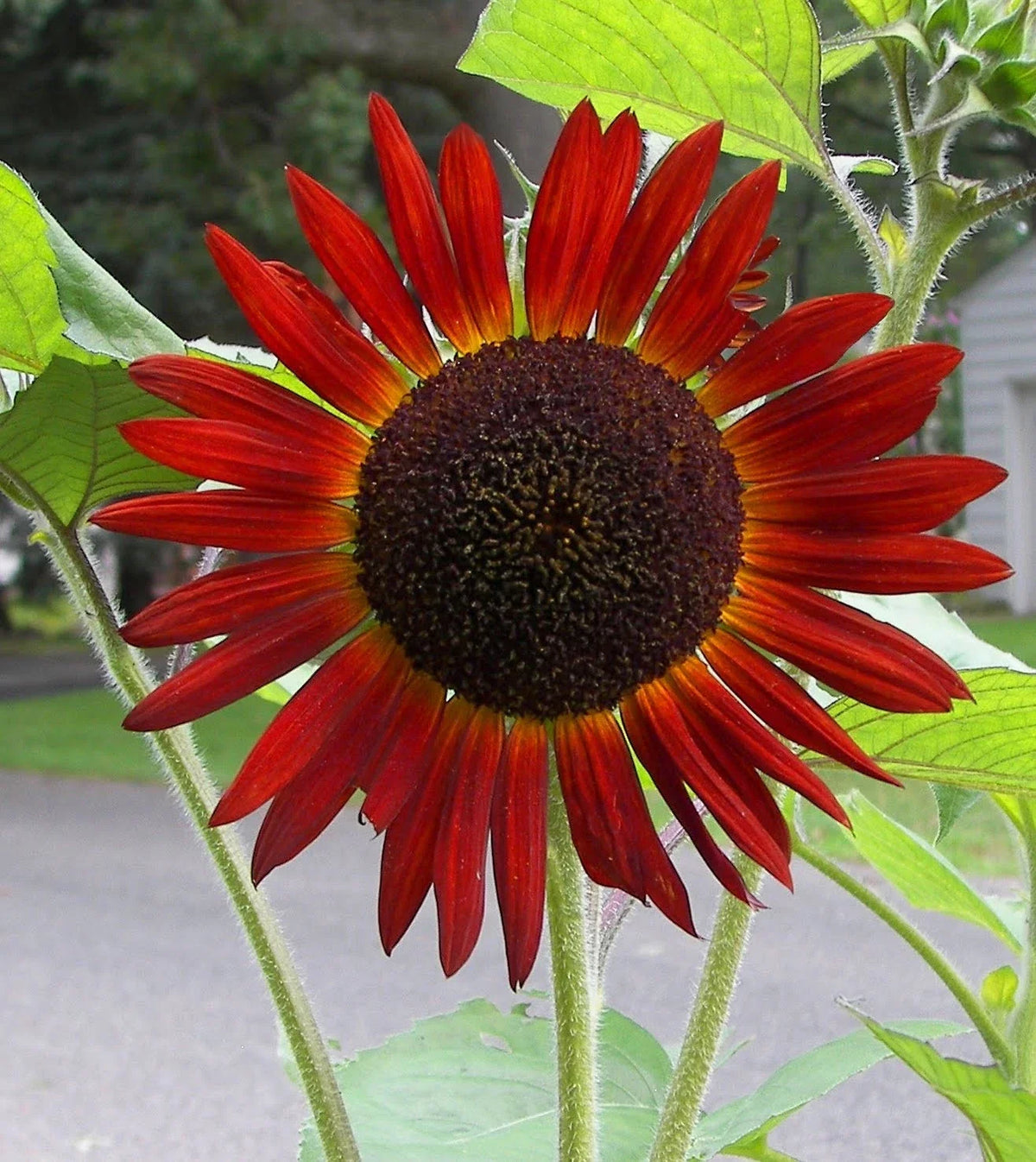 Red Sunflower Seeds Pack of 50 Helianthus annuus for Gardens & Landscaping, Vibrant Red Blooms, Attracts Pollinators