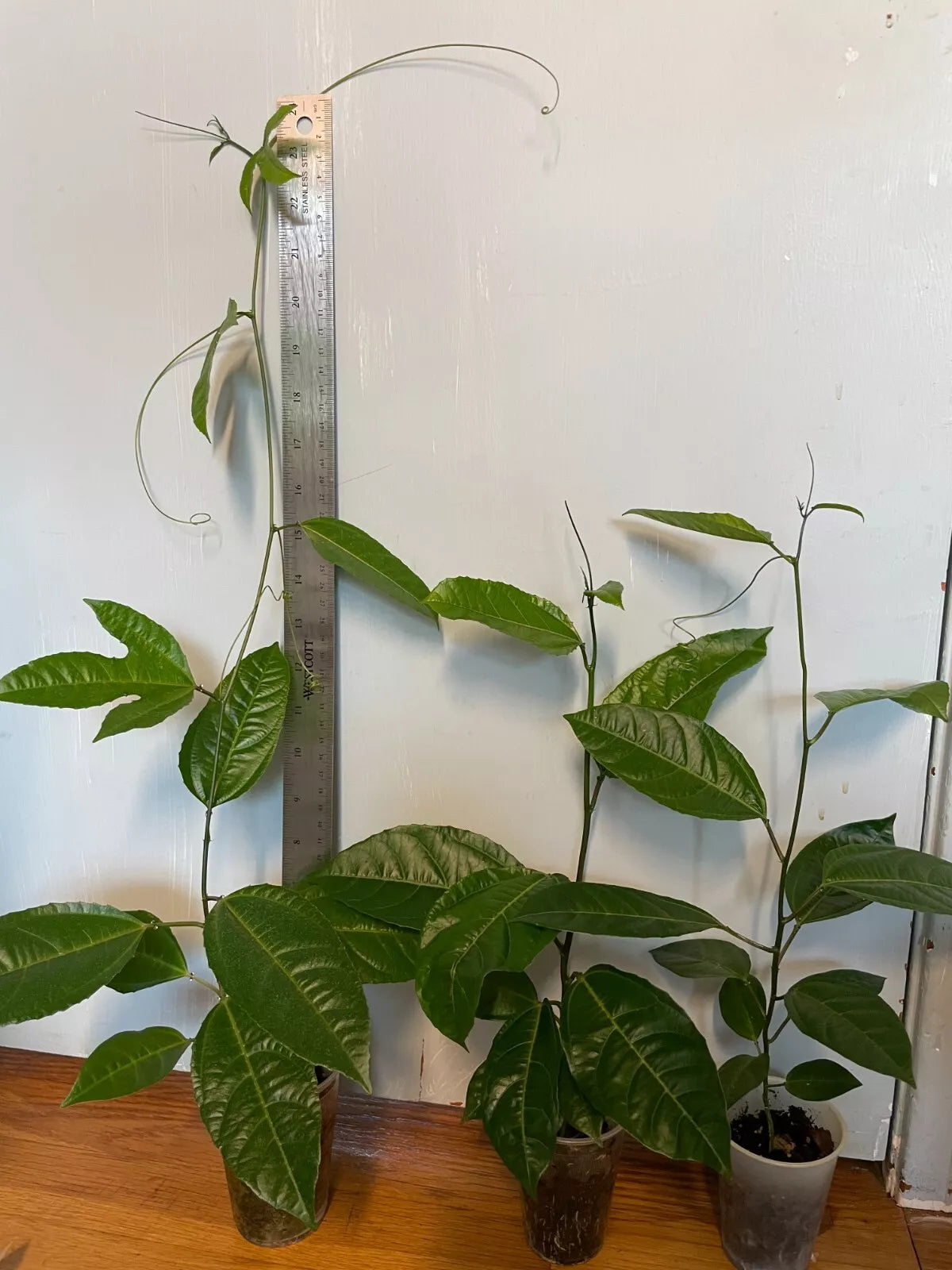 Purple Passion Fruit Starter Plant 16-18" Passiflora edulis 'Possum' Climbing Vine Live Plant