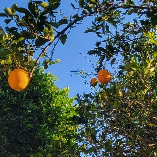 Valencia Sweet Orange Tree Cuttings Bud Stick - Citrus sinensis Grafting Material - 10 High-Quality Citrus Cuttings