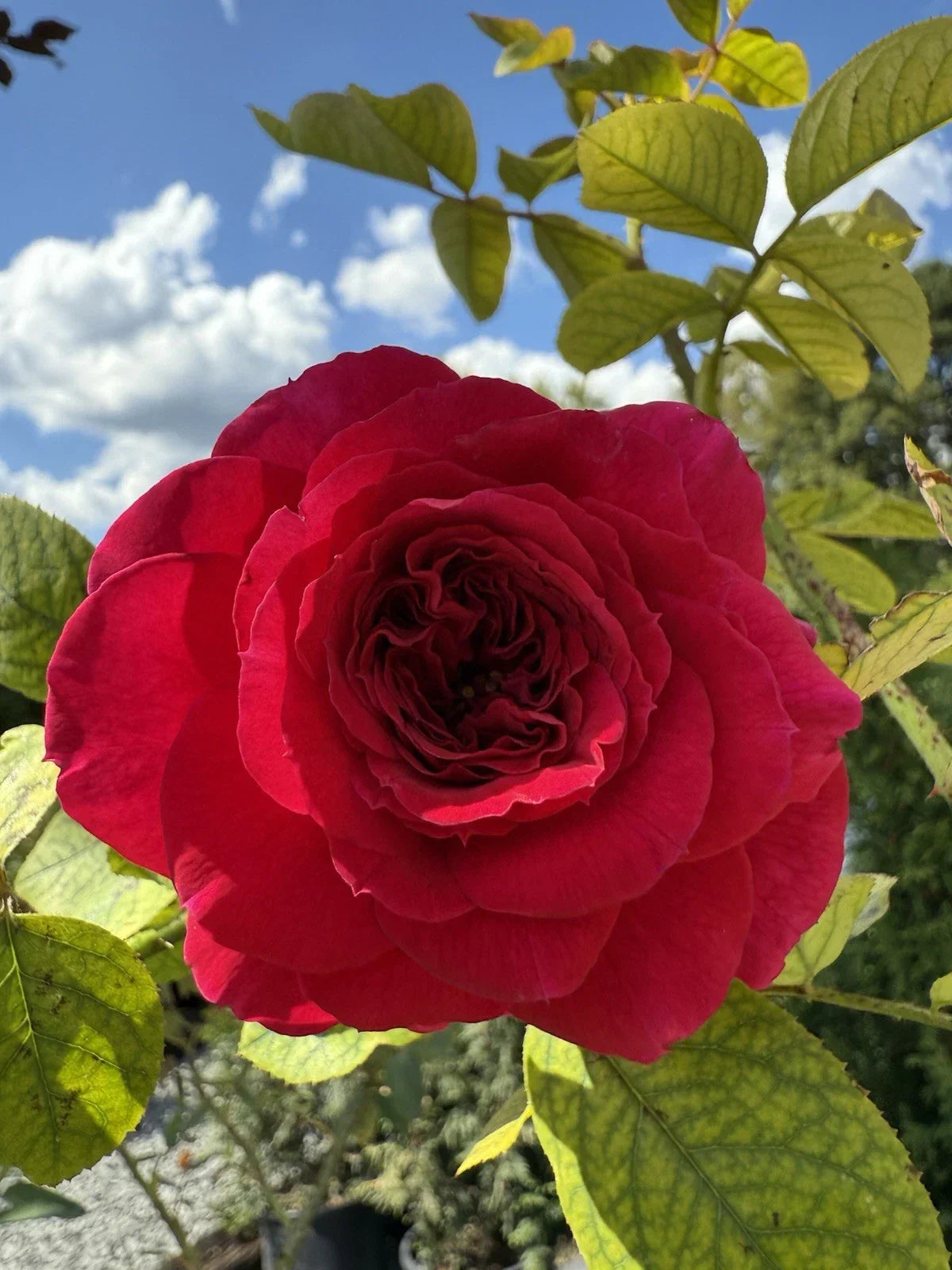 Fragrant English Climber Rose Cuttings - Three Unrooted Rosa 'Ausmove' Propagation Plant