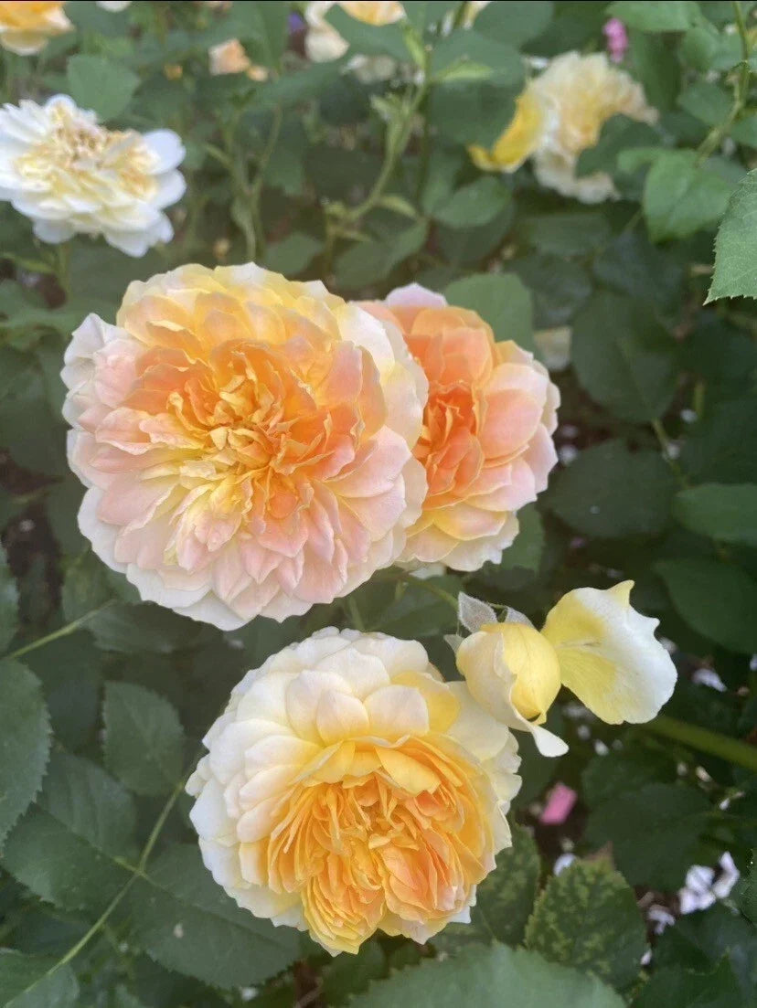 Live Rose Cuttings - David Austin Molineux, 5-8 Inches, Unrooted Fresh Cuttings, Fragrant Golden-Yellow Blooms, 3 Stems